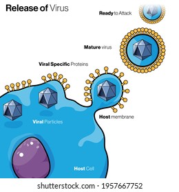 Illustration Of Viral Release From Cell For Spreading: Mechanism Of Virus Replication And Release.