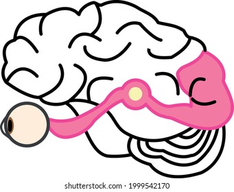 illustration of visual brain. 