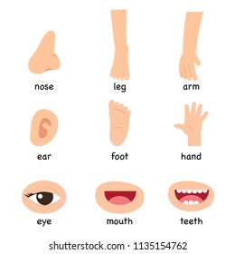 Illustration of vocabulary part of body vector