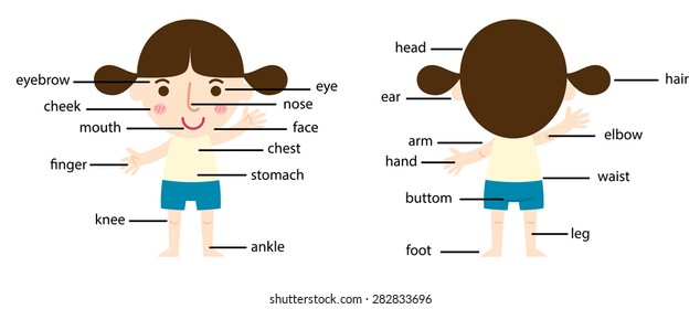 405 Head Shoulders Knees And Toes Images, Stock Photos & Vectors 