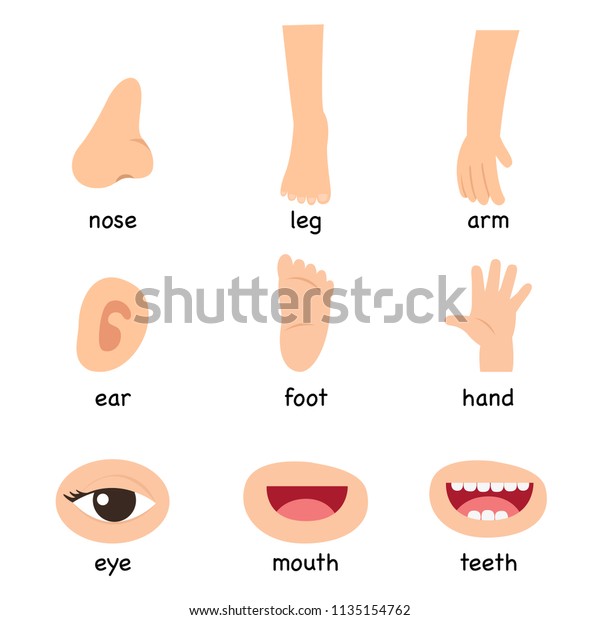 Illustration Vocabulary Part Body Vector Stock Vector Royalty Free