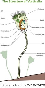 illustration of vorticella structure diagram - vector
