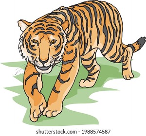 illustration of a walking tiger in white background 