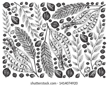 Illustration Wallpaper Background of Hand Drawn Sketch of Sato, Parkia Speciosa, Bitter Beans or Twisted Cluster Beans and Black Walnuts or Juglans Ni-gra Fruits.