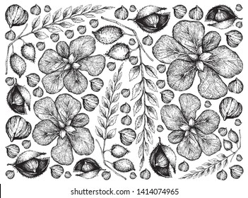 Illustration Wallpaper Background of Hand Drawn Sketch of Terminalia Catappa, Malabar Almond or Sea Almond Fruits and Garbanzo Beans or Chick Pea.