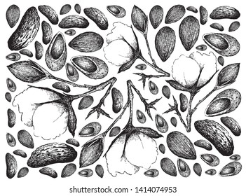 Illustration Wallpaper of Hand Drawn Sketch of A Branch of Cotton Flower with Bud and Almond Nuts Background.