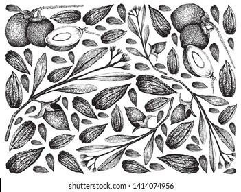 Illustration Wallpaper of Hand Drawn Sketch Simmondsia Chinensis or Jojoba Nuts and Seed with Coconut Fruits Background, Used to Treat Acne, Psoriasis, Sunburn and Chapped Skin. 