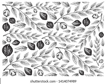 Illustration Wallpaper of Hand Drawn Sketch of Black Walnuts or Juglans Ni-gra Background, Good Source of Dietary Fiber, Vitamins and Minerals.