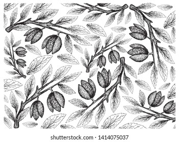 Illustration Wallpaper of Hand Drawn Sketch of Almonds on A Tree, Good Source of Dietary Fiber, Vitamins and Minerals.