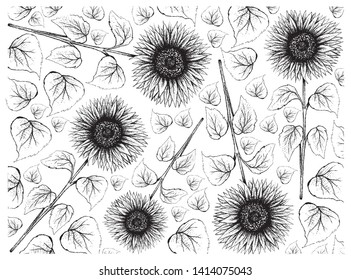 Illustration Wallpaper of Hand Drawn Sketch Bright and Beautiful Sunflowers in Tight Bundle Isolated on A White Background.