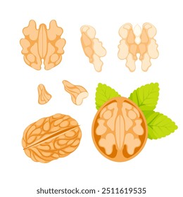 Abbildung einer Walnuss mit Schale, Kernel und Blättern, in verschiedenen Zuständen dargestellt