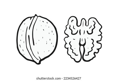 ilustración de una nuez con cáscara aislada en fondo blanco  