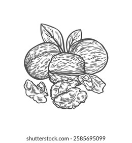 Illustration of walnuts in engraving style. Nuts whole and split. Organic food, packaging image, menu.