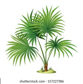 Illustration of the Washingtonia robusta on a white background