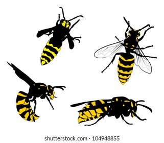 illustration with wasps collection isolated on white background