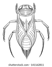 Illustration Of A Water Boatman Insect