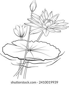 illustration water lily vector, outline water lily drawings, tattoo outline lotus drawing, Japanese water lily tattoo design, July birth flower water lily tattoo