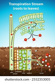 Ilustración del movimiento del agua en la estructura de la planta