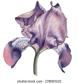 Illustration with watercolor flower. Iris.  Vector. Hand drawn.