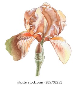 Illustration with watercolor flower. Iris. Vector. Hand drawn.