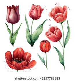 Ilustración de acuarela dibujada a mano de tulipanes rojos coloridos aislados en fondo blanco. Flores de primavera. El 8 de marzo, día de la tarjeta de la madre, boda.