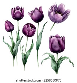 Ilustración de acuarelas dibujadas a mano de tulipanes coloridos aislados sobre fondo blanco. Flores de primavera. El 8 de marzo, día de la tarjeta de la madre, boda.