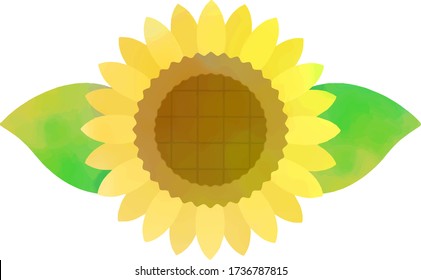 Illustration of watercolor touch of sunflower.