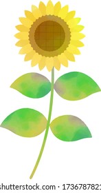 Illustration of watercolor touch of sunflower.