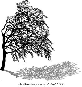 illustration with weeping willow isolated on white background