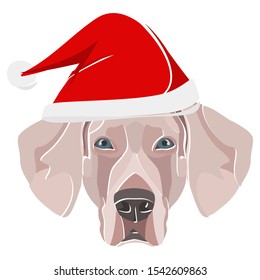 Illustration Weimaraner with red Christmas hat 
