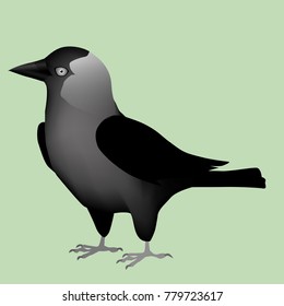 An illustration of a Western Jackdaw