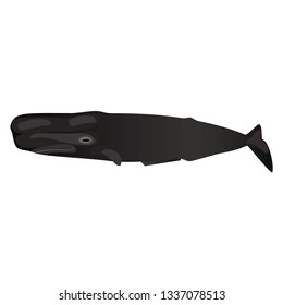 Illustration of the whale