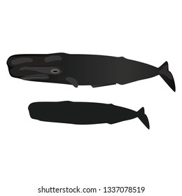 Illustration of the whale