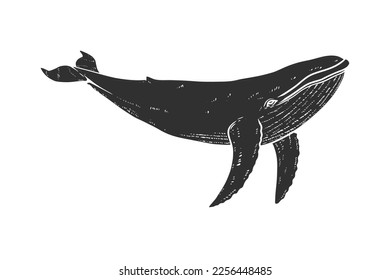 Illustration of whale. Design element for poster, card, banner, emblem, sign. Vector illustration