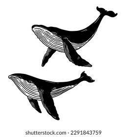 Illustration of whale. Design element for poster, card, banner, emblem, sign. Vector illustration