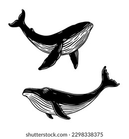 Illustration of whale. Design element for poster, card, banner, emblem, sign. Vector illustration