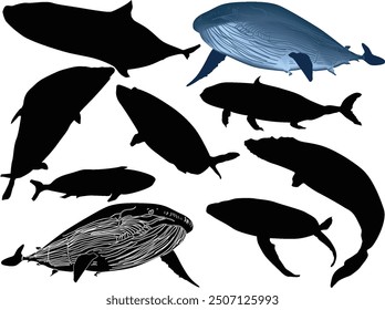 illustration with whales collection isolated on white background