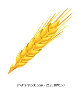 Illustration of wheat. Agricultural image golden ear of barley or rye.