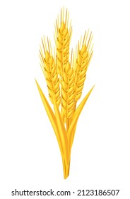 Illustration of wheat bunch. Agricultural image golden ears of barley or rye.