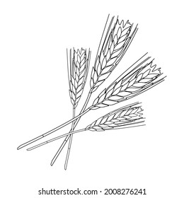 illustration of wheat isolated on white background
