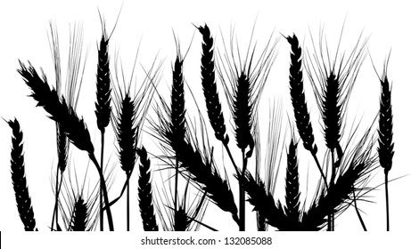 illustration with wheat silhouettes isolated on white background