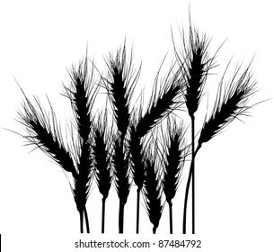 illustration with wheat silhouettes isolated on white background