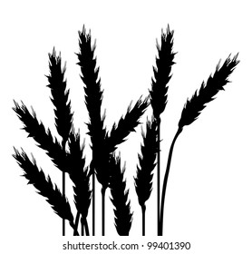 illustration with wheat silhouettes isolated on white background