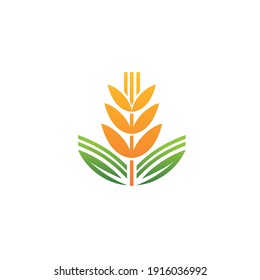 An illustration of a wheat spike