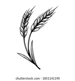 Illustration of wheat spikelet in engraving style. Design element for poster, card, banner, sign. Vector illustration