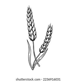 Illustration of wheat spikelet in engraving style. Design element for card, banner, menu. Vector illustration