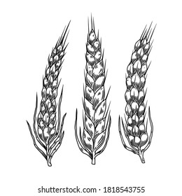 Illustration of wheat spikelets in engraving style. Design element for poster, card, banner, menu. Vector illustration