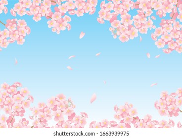 
Illustration where cherry blossoms are blooming