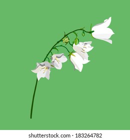 Illustration of white bellflower