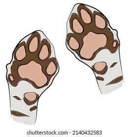 Illustration of White bengal tiger pawl. Close up White bengal tiger pawl.